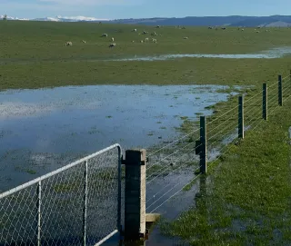 Extreme Weather Conditions Impacting Southland Farmers