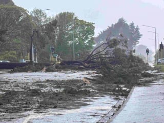 Historic Trees May Get The Chop After October Storm