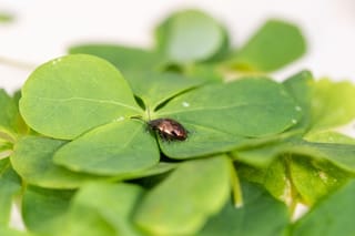 Beetle Approved To Fight Invasive Creeper