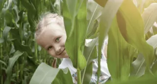 Rural Fun At New Riversdale Maize Maze
