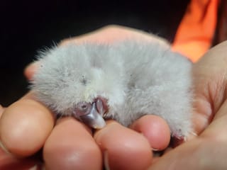 First Kakapo Chick Hatches On Valentines Day