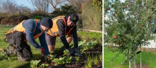 Community Invited To Harvest Park Produce