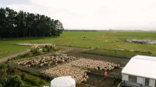 Landcorp Pays $25m in Dividends to Crown This Financial Year