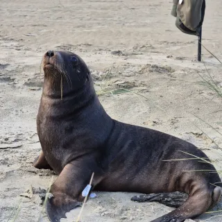 Sea Lion Pup Killed by Vehicle in Catlins