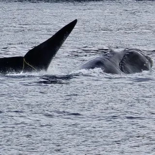 Tangled Whale Freed After Four Day Ordeal