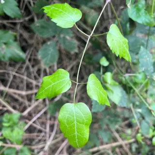 Old Man's Beard Spotted Near Dipton