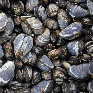 Seafood Firm Fined for Bluff Oyster Risk