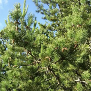 $1m Fund to Fight Wilding Pines