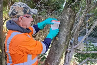 Southland Possum Numbers Hit Record High