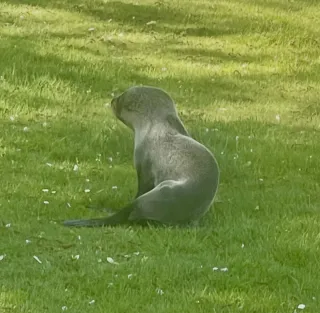 Young fur seal pup on the run. Watch video below.