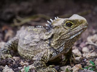 Watch: Tuatara Journey up South Island to Marlborough Sounds’ Homeland