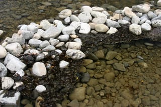 Toxic Algae Found at the Upukerora River at Te Anau-Milford Road