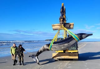 World’s Rarest Whale Found on Otago Beach