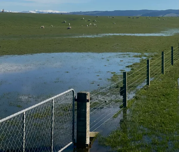 Extreme Weather Conditions Impacting Southland Farmers