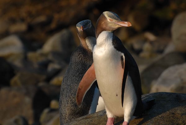 Yellow-Eyed Penguin Nest Numbers Drop To Critical Low