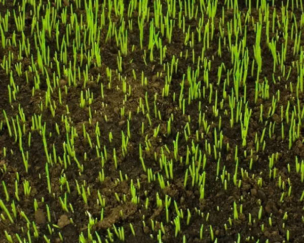 Spring Into Action – Repairing Or Sowing New Lawns