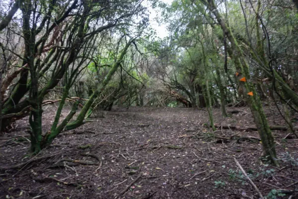 Police Urge Caution After Hiker Rescued During Southland Emergency