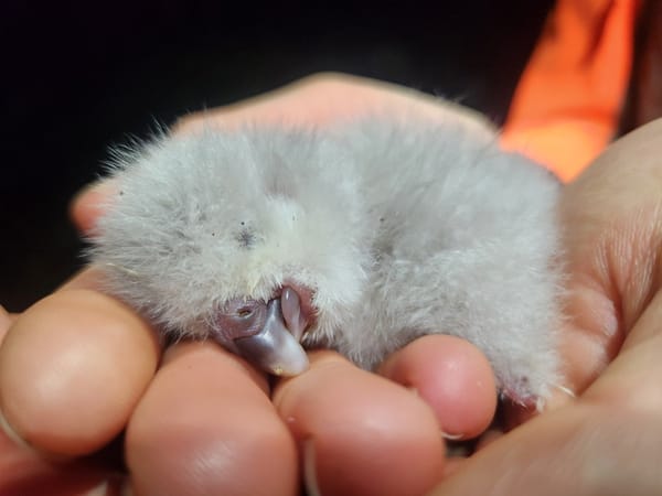 First Kakapo Chick Hatches On Valentines Day
