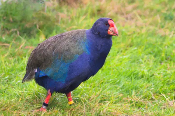 Lucky SIT Students Witness Rare Takahē in the Wild