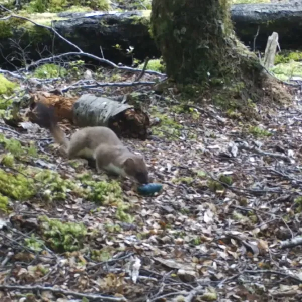 New Stoat Sausage Bait Shows 95% Success Rate in Fiordland Trials