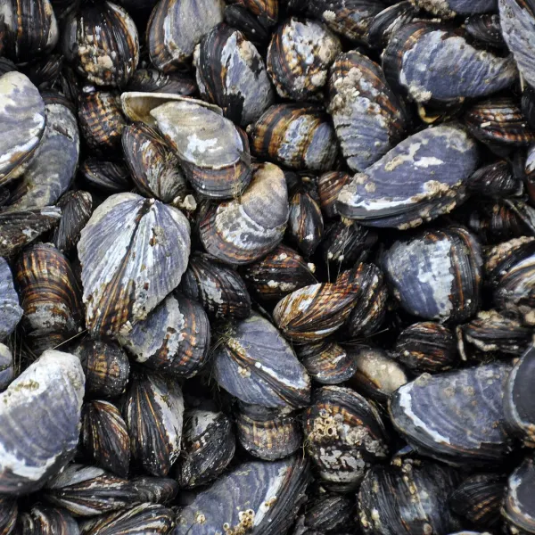 Seafood Firm Fined for Bluff Oyster Risk