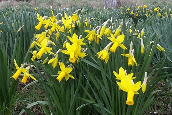 Queens Park to Bloom with Hundreds of Daffodils in Memory Lane Project