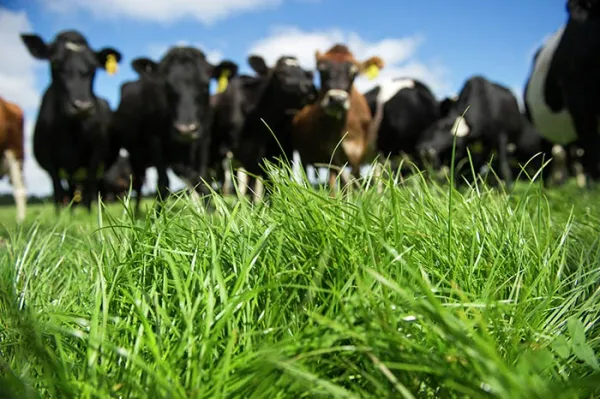 Dairy Prices Up 2.9% in Latest Global Auction