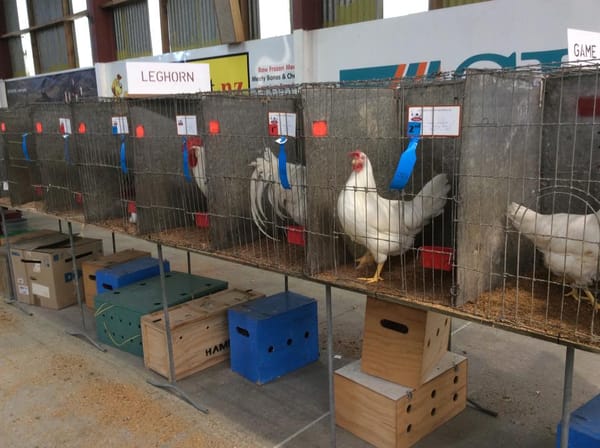 Poultry Show Popular – Continues on Sunday