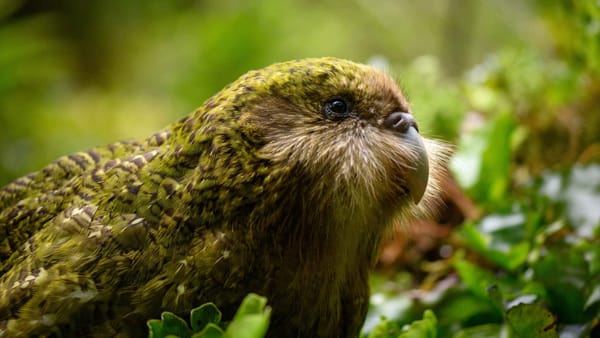 Kākāpō Wins Bird of the Year for an Unprecedented Second Time