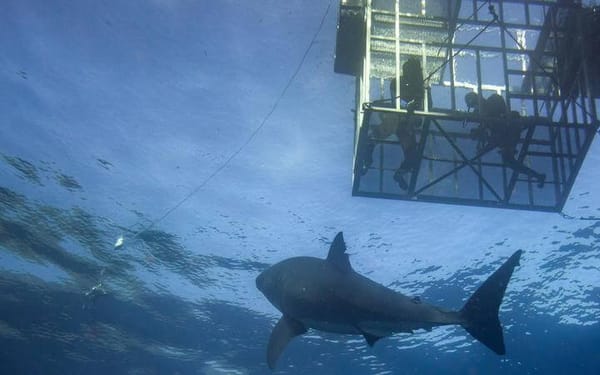 Shark Cage Diving No Longer an Offence