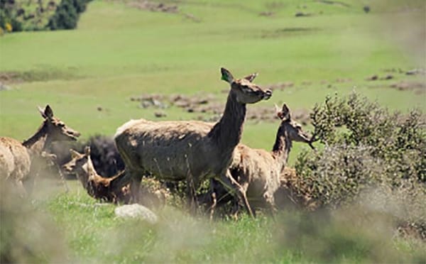 Wild Venison and Jobs for Kiwis in Need