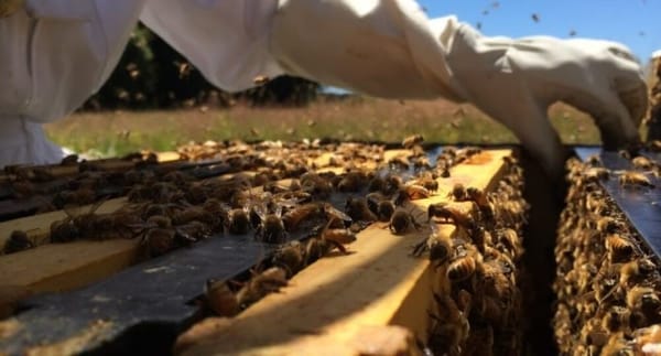 Annual Hive Losses Reported at 10.2% According To The Annual Survey