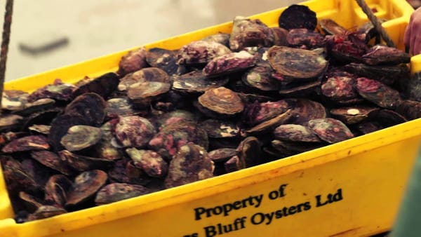 No Bonamia Ostreae Detected Bluff Wild Oyster Fishery After MPI Tests