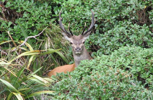 Collaborative Deer Management Project for Fiordland