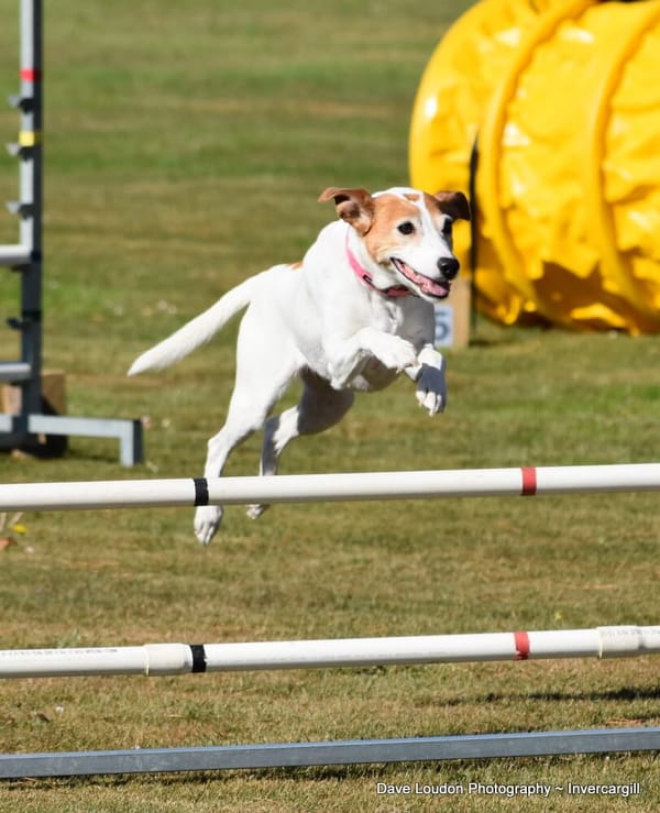 Photos from Southland Dog Obedience Club Competitions