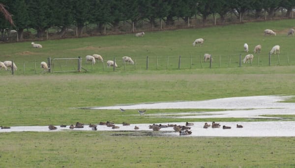 That Time of Year – Duck Shooting Season Opens on Saturday