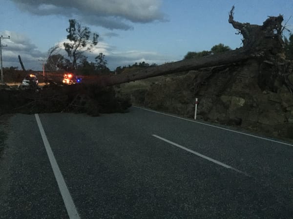 Winds Bring Down Trees On Earnscleugh Road Alexandra