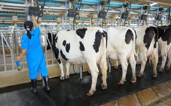 Dairy Sector Wants New Zealanders To Consider Farm Work As Labour Shortage Looms