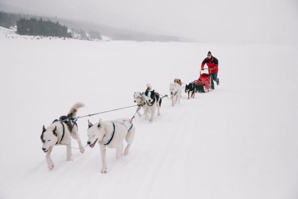 Former Gore-based Rural Banker Swaps Southland For Stint As Musher In Canada