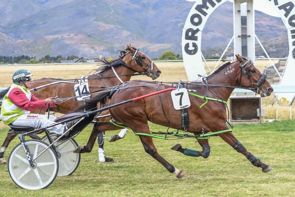 Busy Time for Harness Racing Over Holiday Season