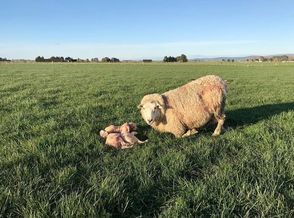 Southern DHB Reminder To Practice Good Hand Hygiene During Lambing and Calving