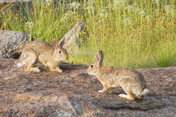 New Strain Of Rabbit Calicivirus Confirmed In New Zealand