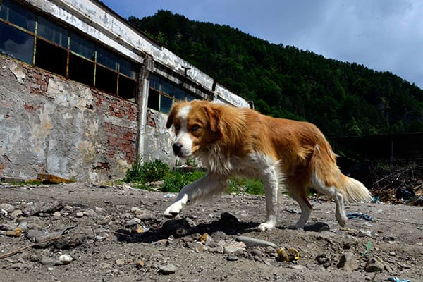 Attacks Prompt Appeal For Sightings Of Roaming Dogs