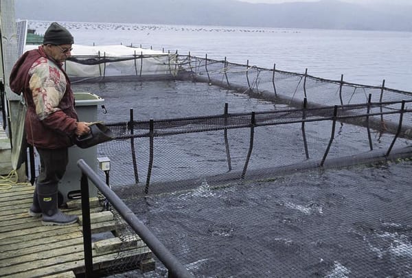 Sanford’s Consent For Five Small Salmon Farms