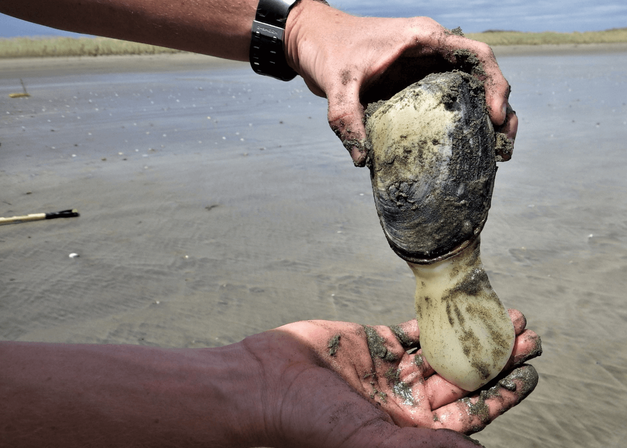 Feedback Sought On Options To Protect Toheroa At Oreti Beach