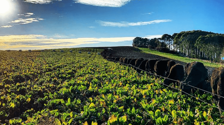 Town Meets Country In Community Hui