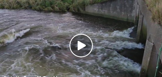 Seal Pups Swimming Playing In Invercargill Stream