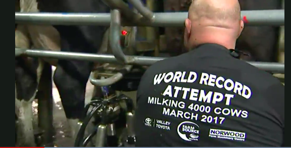 Bulls Farmer Sets New World Record – Milking 5000 Cows In 12 hours