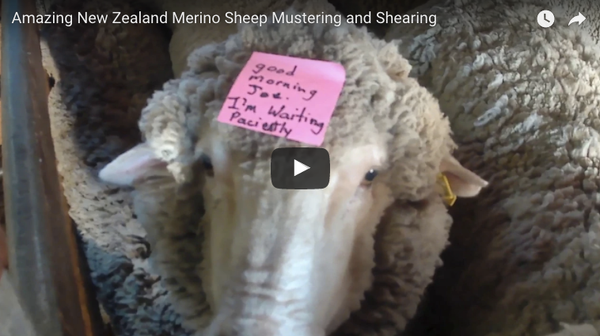 Amazing New Zealand Merino Sheep Mustering & Shearing