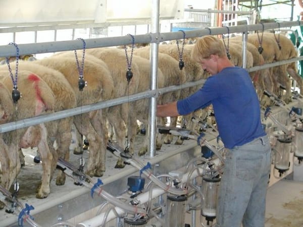 Sheep Milk Industry Set To Grow Through New Partnership